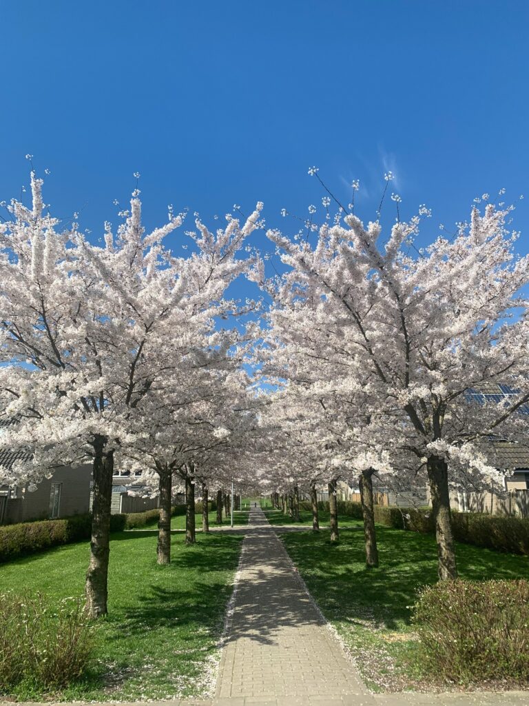 Mooie bloesembomen in Almere